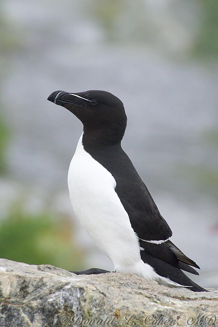 Click Here to Go Back